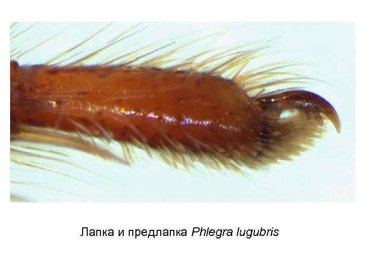 Лапка и предлапка Phlegra lugubris 