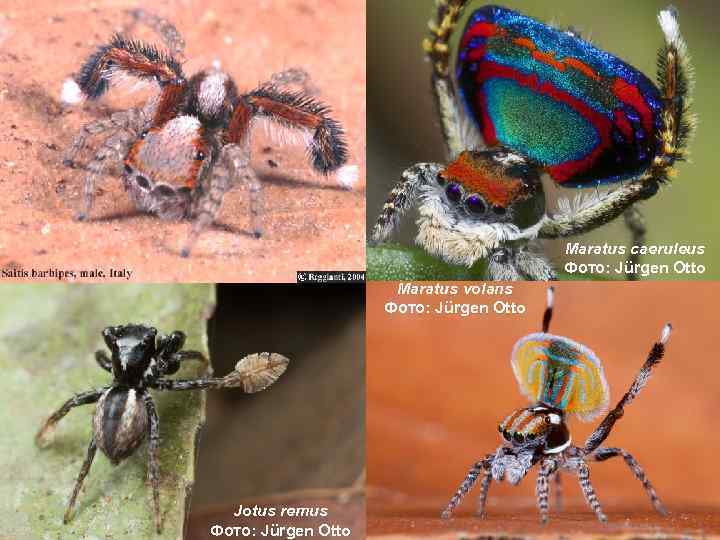 Maratus caeruleus Фото: Jürgen Otto Maratus volans Фото: Jürgen Otto Jotus remus Фото: Jürgen