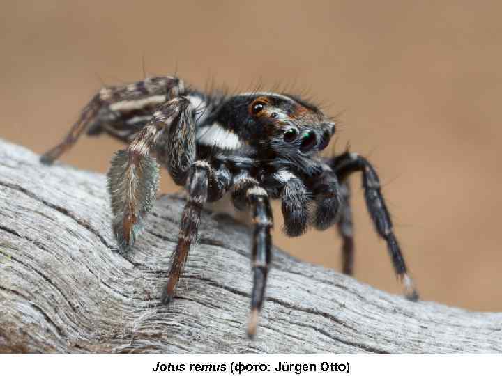 Jotus remus (фото: Jürgen Otto) 