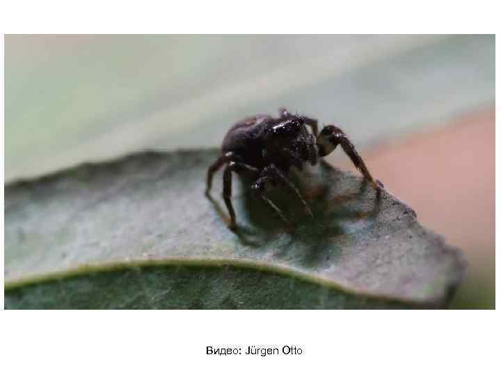 Видео: Jürgen Otto 