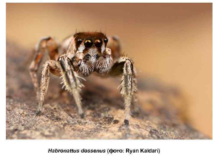 Habronattus dossenus (фото: Ryan Kaldari) 