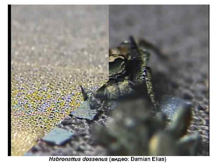 Habronattus dossenus (видео: Damian Elias) 