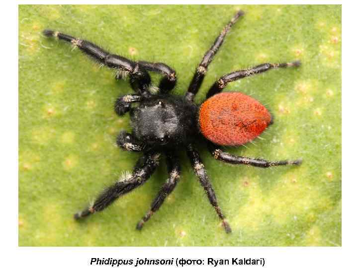 Phidippus johnsoni (фото: Ryan Kaldari) 