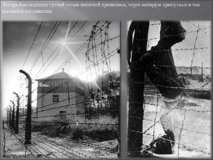 Лагерь был оцеплен густой сетью колючей проволоки, через которую пропускался ток высокого напряжения. 