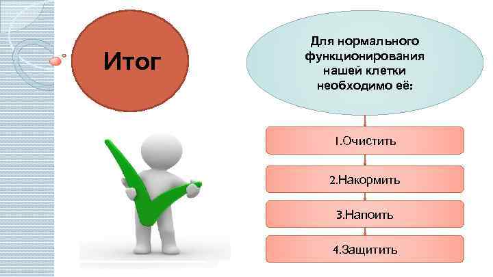 Итог Для нормального функционирования нашей клетки необходимо её: 1. Очистить 2. Накормить 3. Напоить