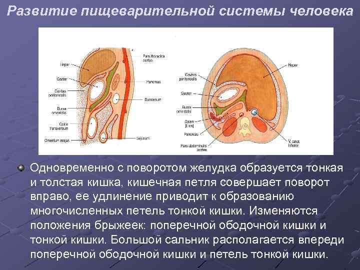 Какие органы развиты