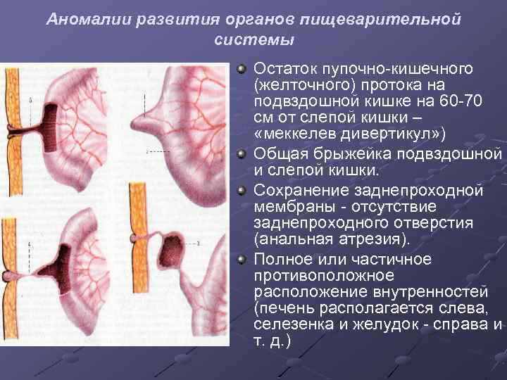 Паренхиматозные органы живота