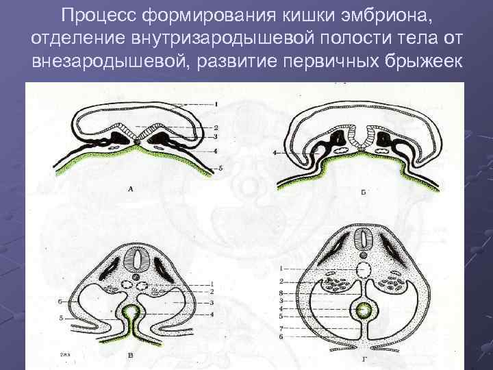 Образование полости. Образование пищеварительной системы у эмбриона. Закладка органов пищеварения у эмбриона происходит на. Развитие первичных брыжеек. Кишечник зародыша развивается из.