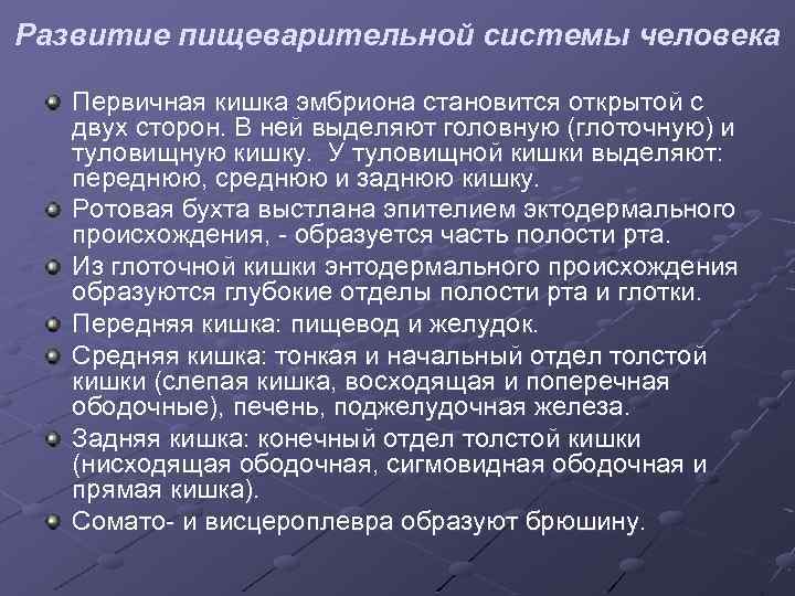 Развитие пищеварительной системы человека Первичная кишка эмбриона становится открытой с двух сторон. В ней