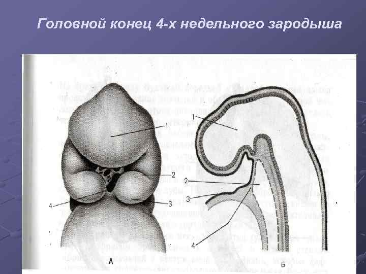 Головной конец 4 -х недельного зародыша 