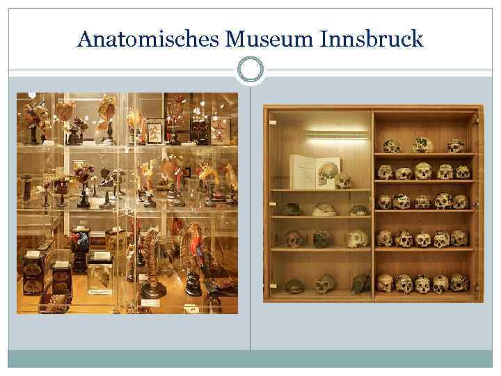 Anatomisches Museum Innsbruck 