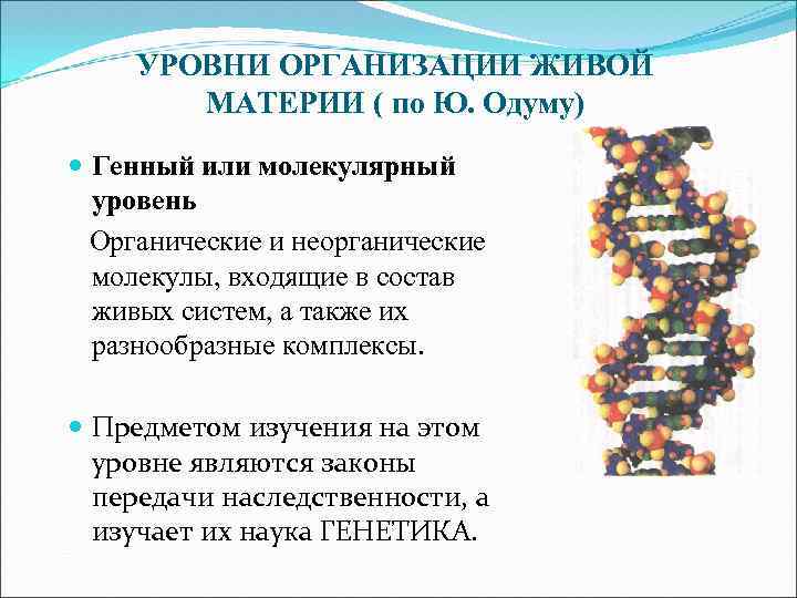 Молекулярный уровень организации живой материи значение и роль в природе презентация 11 класс