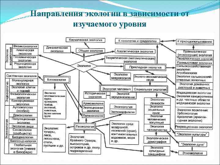 Направления экологии в зависимости от изучаемого уровня 