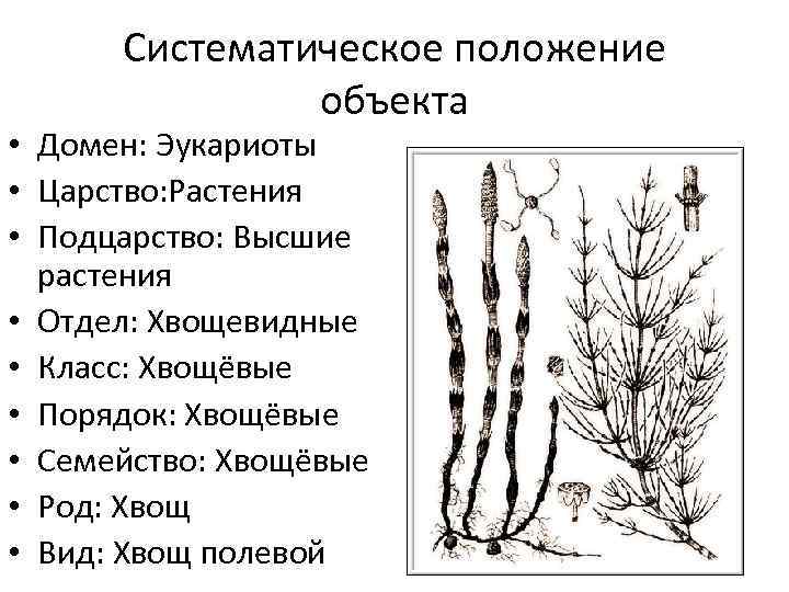 Какое значение хвощей в природе. Жизненный цикл хвощевидных. Цикл развития хвоща. Хвощ полевой отдел растений. Хвощ полевой царство отдел род вид.
