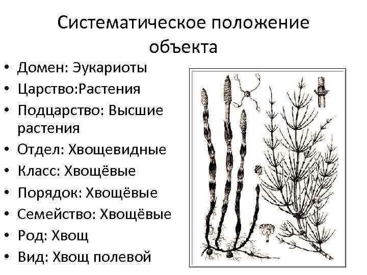 Два представителя хвощей. Жизненный цикл хвощевидных. Цикл развития хвоща. Хвощ полевой отдел растений. Хвощ полевой царство отдел род вид.