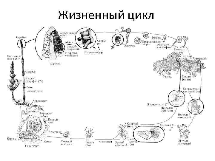 Жизненный цикл 