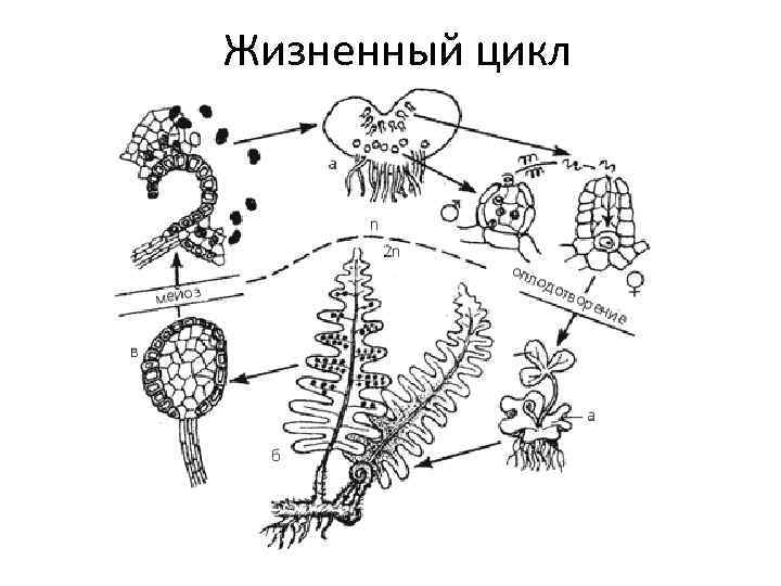 Каким номером на рисунке обозначена диплоидная стадия жизненного цикла рохлов