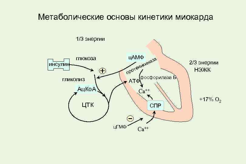 Метаболические основы кинетики миокарда 1/3 энергии инсулин ц. АМФ глюкоза за ина нк теи