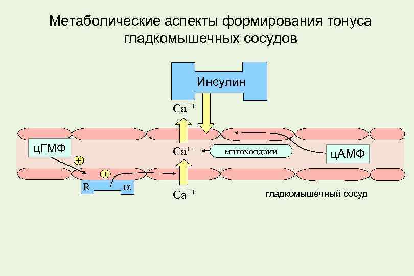 Метаболические аспекты формирования тонуса гладкомышечных сосудов Инсулин Са++ ц. ГМФ Са++ + + R