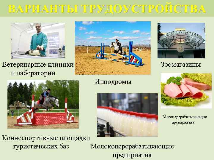 ВАРИАНТЫ ТРУДОУСТРОЙСТВА Ветеринарные клиники и лаборатории Зоомагазины Ипподромы Мясоперерабатывающие предприятия Конноспортивные площадки туристических баз