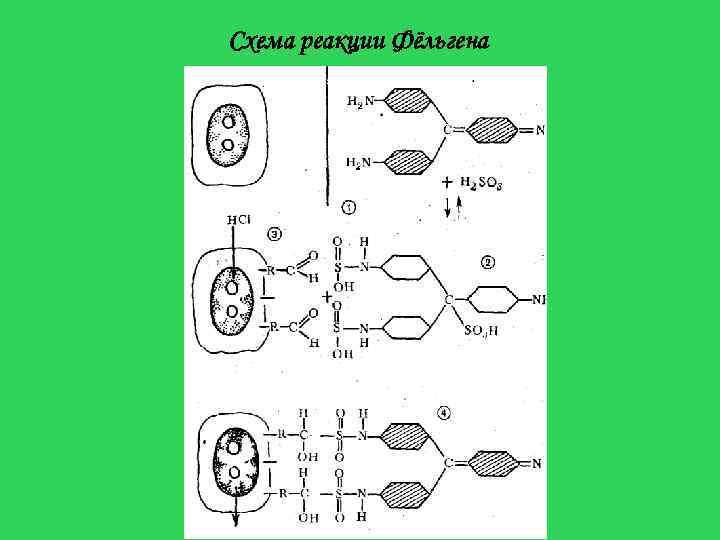 Схема реакции Фёльгена 