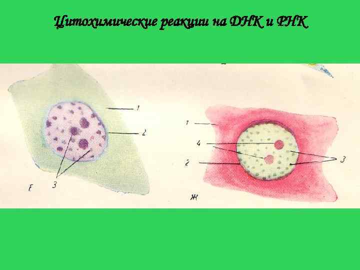 Цитохимические реакции на ДНК и РНК 