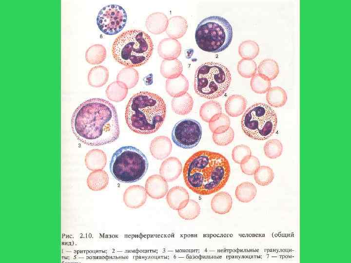 Цитология изучает. Строение форменных элементов крови гистология. Цитология форменных элементов крови. Мазок крови форменные элементы. Клетки крови и их функции гистология.