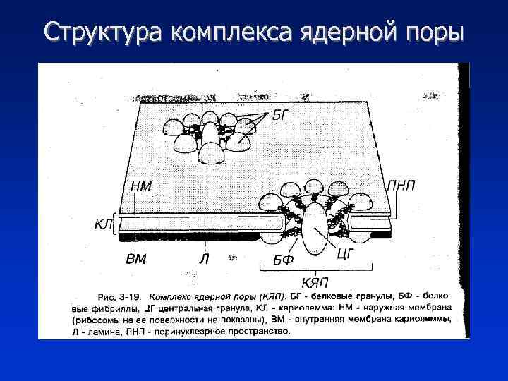 Структура комплекса ядерной поры 