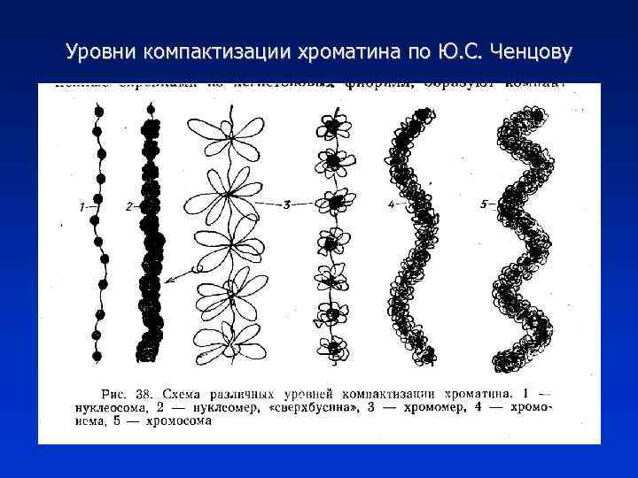 Рассмотрите рисунок на котором представлена схема компактизации упаковки наследственного материала