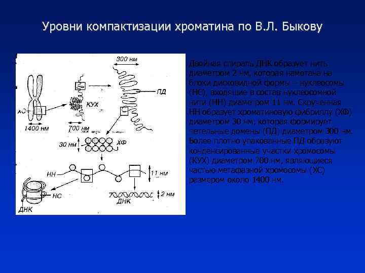 Уровни компактизации хроматина по В. Л. Быкову Двойная спираль ДНК образует нить диаметром 2