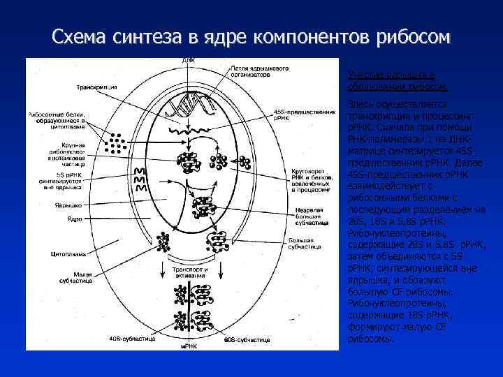 Схема синтеза в ядре компонентов рибосом Участие ядрышка в образовании рибосом. Здесь осуществляется транскрипция