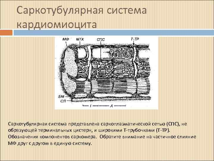 Саркотубулярная система кардиомиоцита Саркотубулярная система представлена саркоплазматической сетью (СПС), не образующей терминальных цистерн, и