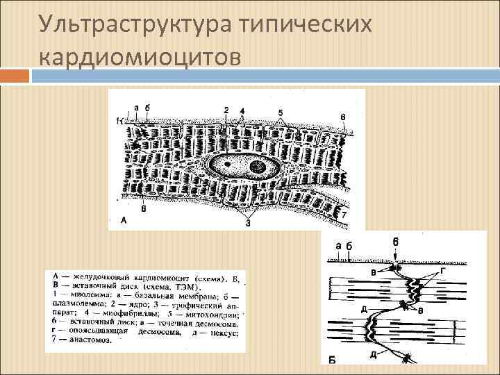 Ультраструктура типических кардиомиоцитов 