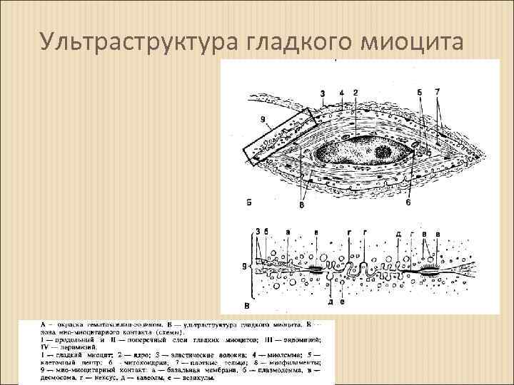 Ультраструктура гладкого миоцита 