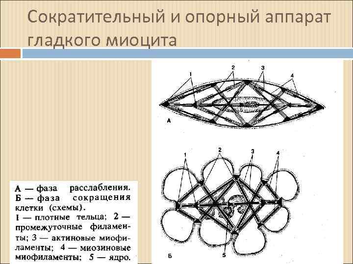 Сократительный и опорный аппарат гладкого миоцита 