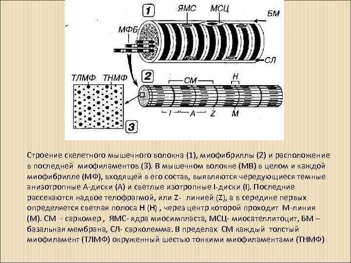 Строение скелетного мышечного волокна (1), миофибриллы (2) и расположение в последней миофиламентов (3). В