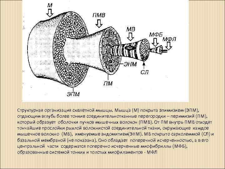 Структурная организация скелетной мышцы. Мышца (М) покрыта эпимизием (ЭПМ), отдающим вглубь более тонкие соединительнотканные