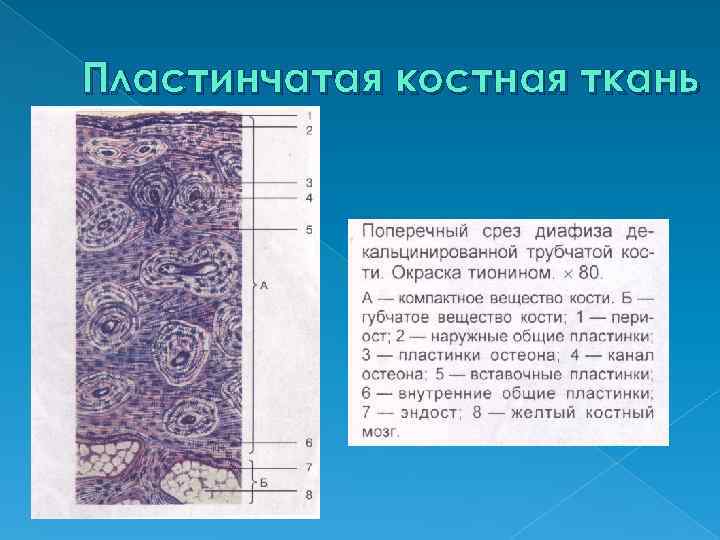 Костная соединительная ткань