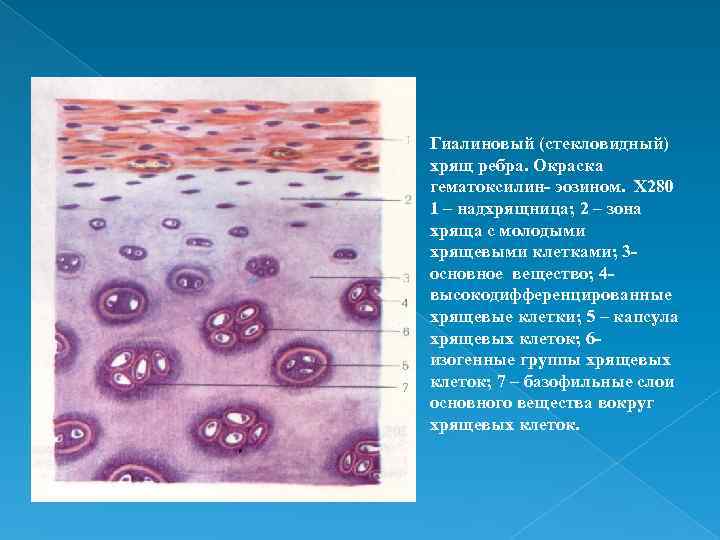 Хрящевая ткань гистология презентация