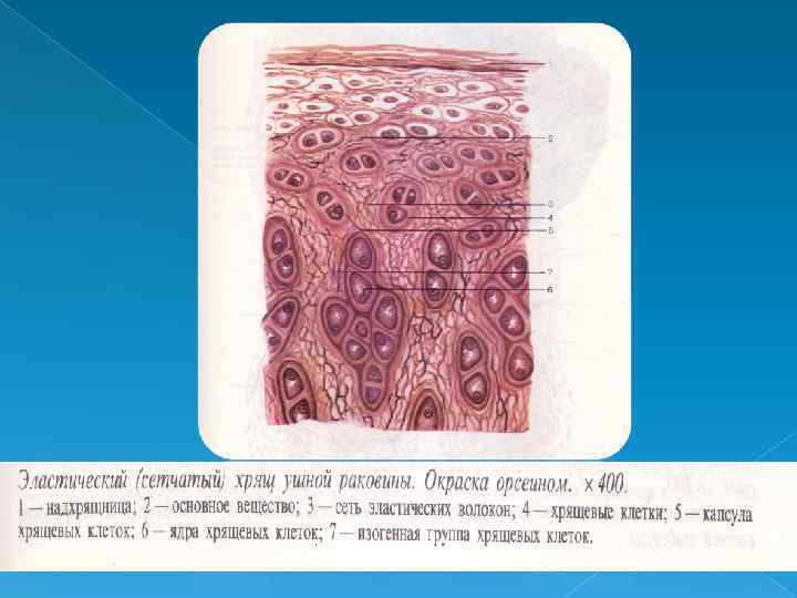 Презентация гистология ткани