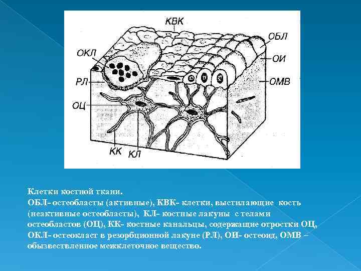 Клетки костной ткани. ОБЛ- остеобласты (активные), КВК- клетки, выстилающие кость (неактивные остеобласты), КЛ- костные