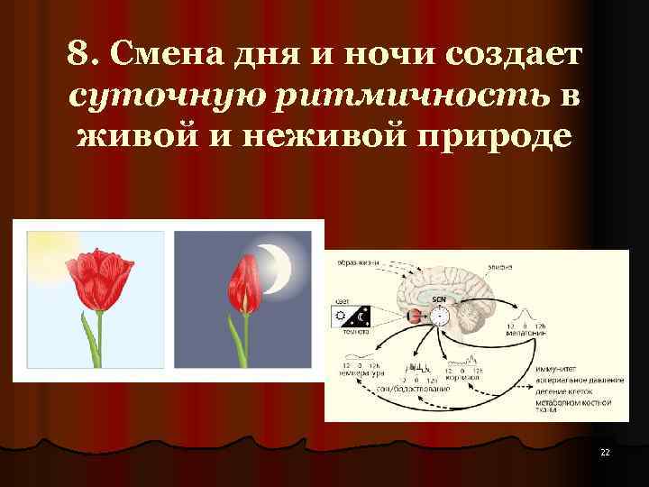 8. Смена дня и ночи создает суточную ритмичность в живой и неживой природе 22
