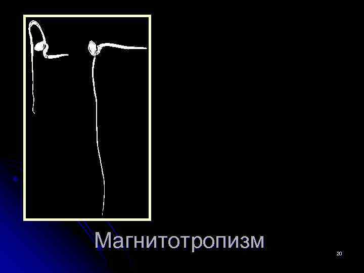 Магнитотропизм 20 