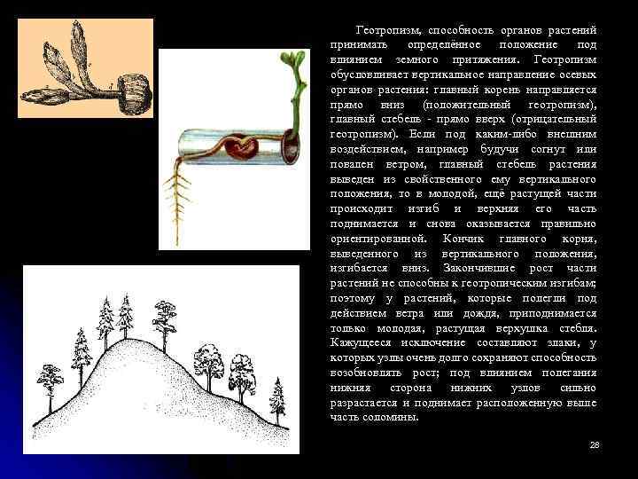 Геотропизм, способность органов растений принимать определённое положение под влиянием земного притяжения. Геотропизм обусловливает вертикальное