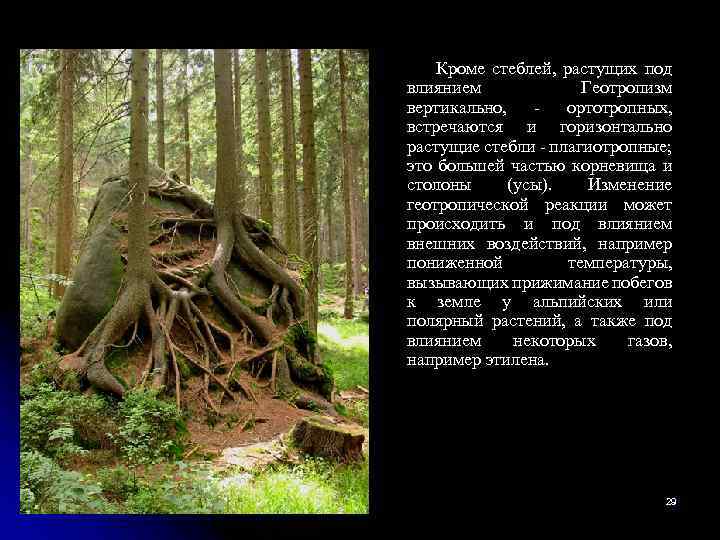 Кроме стеблей, растущих под влиянием Геотропизм вертикально, - ортотропных, встречаются и горизонтально растущие стебли