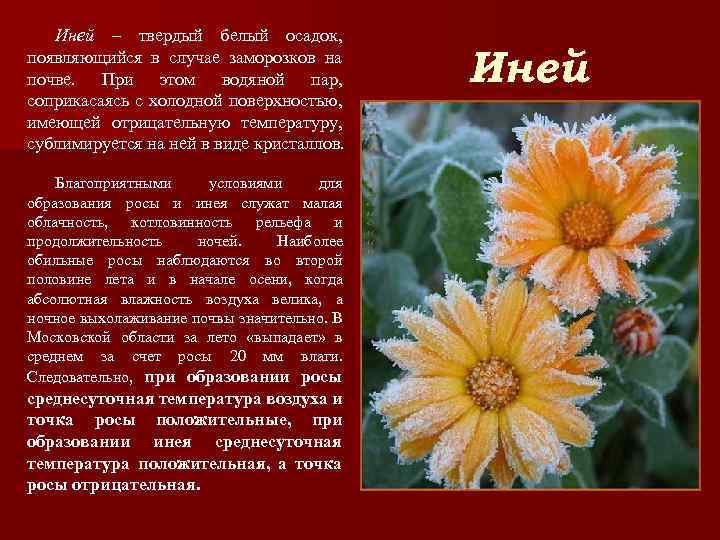 Иней – твердый белый осадок, появляющийся в случае заморозков на почве. При этом водяной