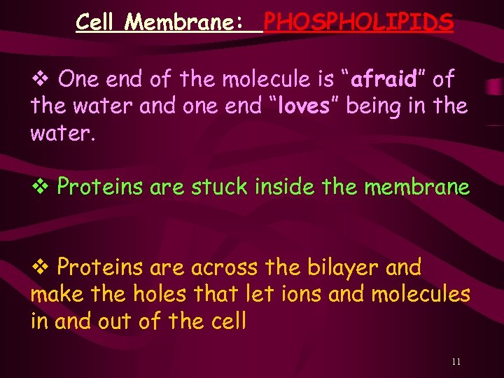 Cell Membrane: PHOSPHOLIPIDS v One end of the molecule is “afraid” of the water