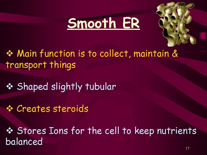 Smooth ER v Main function is to collect, maintain & transport things v Shaped