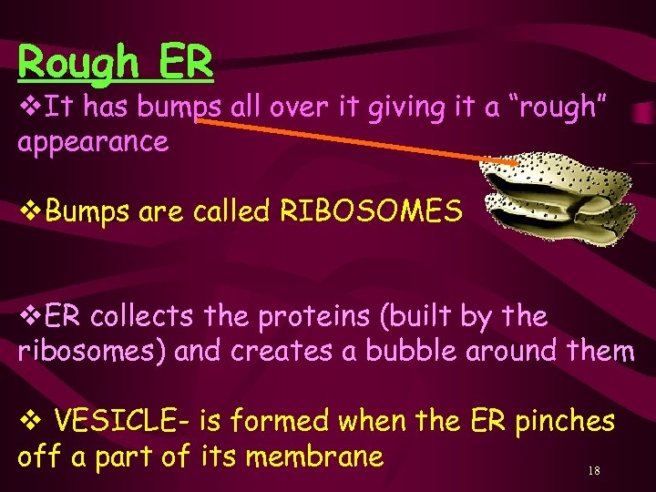 Rough ER v. It has bumps all over it giving it a “rough” appearance