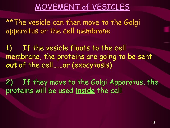 MOVEMENT of VESICLES **The vesicle can then move to the Golgi apparatus or the